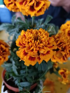 Flor de Cempasúchil - Sana y Hermosa