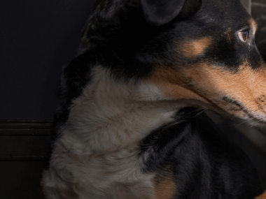 La temporada decembrina transforma cualquier espacio en un ambiente festivo, pero también en un potencial escenario de riesgos para los animales de compañía.