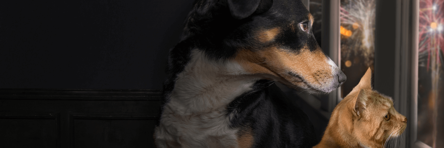 La temporada decembrina transforma cualquier espacio en un ambiente festivo, pero también en un potencial escenario de riesgos para los animales de compañía.