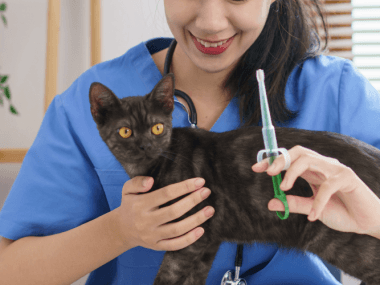 • Los médicos veterinarios son los profesionales capacitados para aplicar las vacunas en nuestras mascotas.