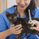 • Los médicos veterinarios son los profesionales capacitados para aplicar las vacunas en nuestras mascotas.