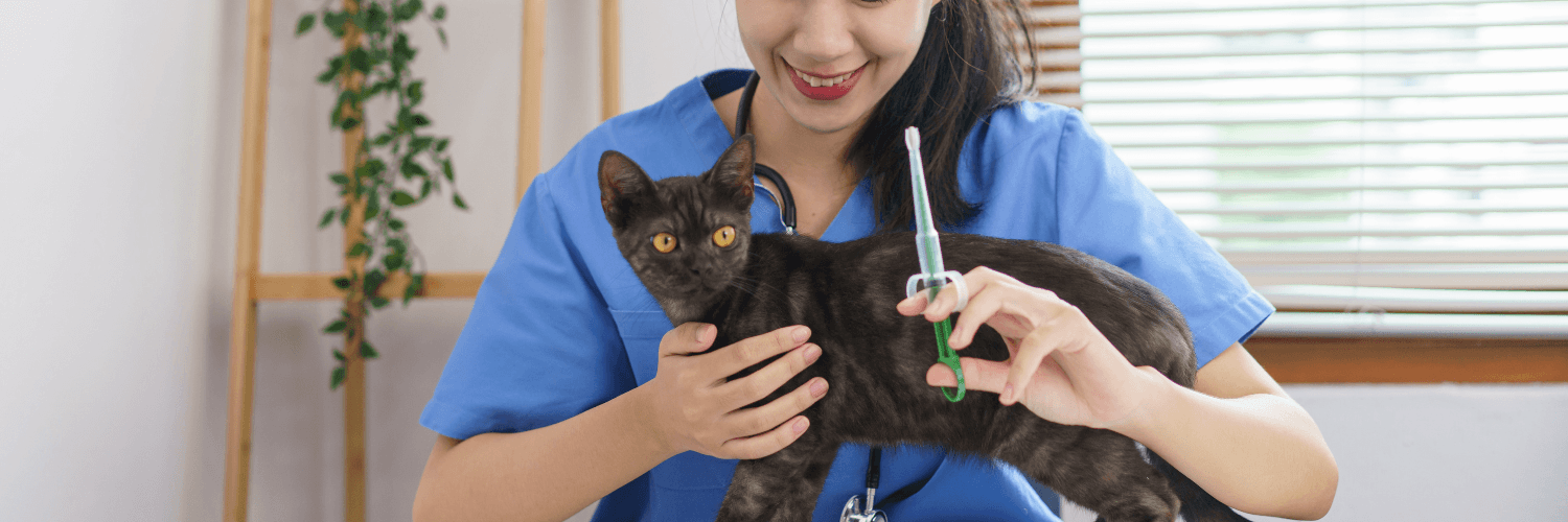 • Los médicos veterinarios son los profesionales capacitados para aplicar las vacunas en nuestras mascotas.